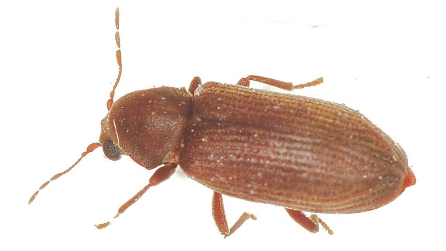 Tarlo? S, cfr. Anobium sp. (Anobiidae)