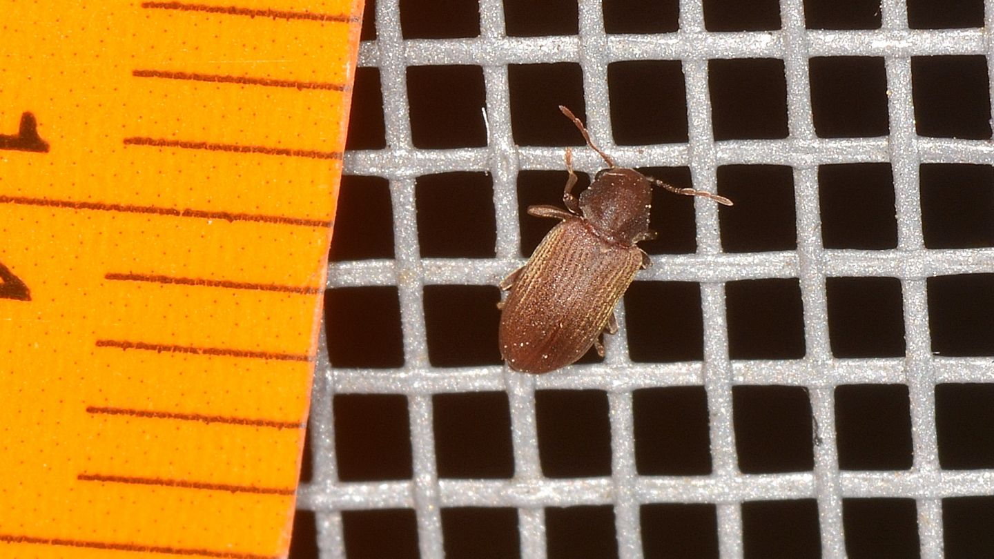 Tarlo? S, cfr. Anobium sp. (Anobiidae)