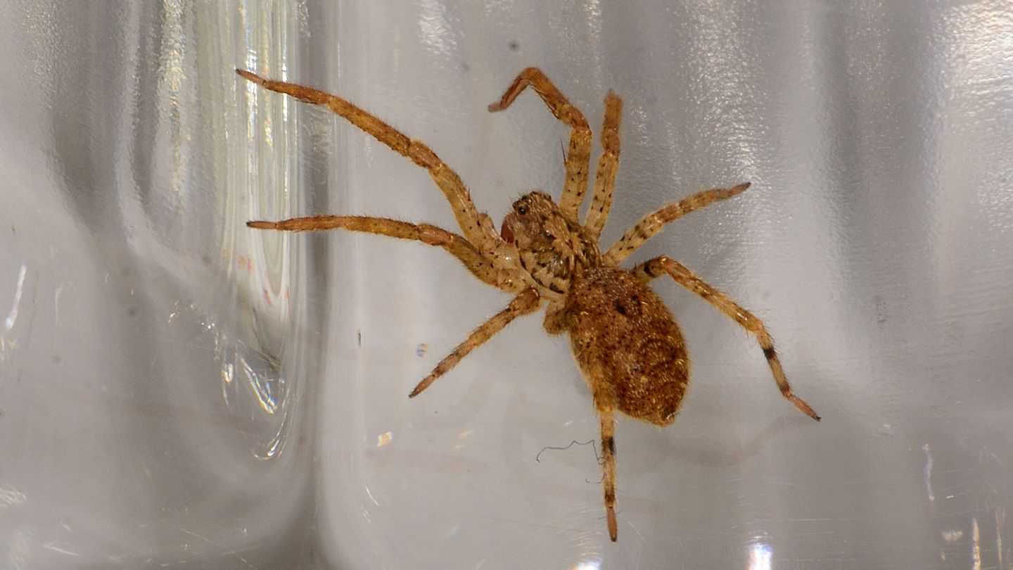 Zoropsis spiniman,a giovane - Mediglia (MI)