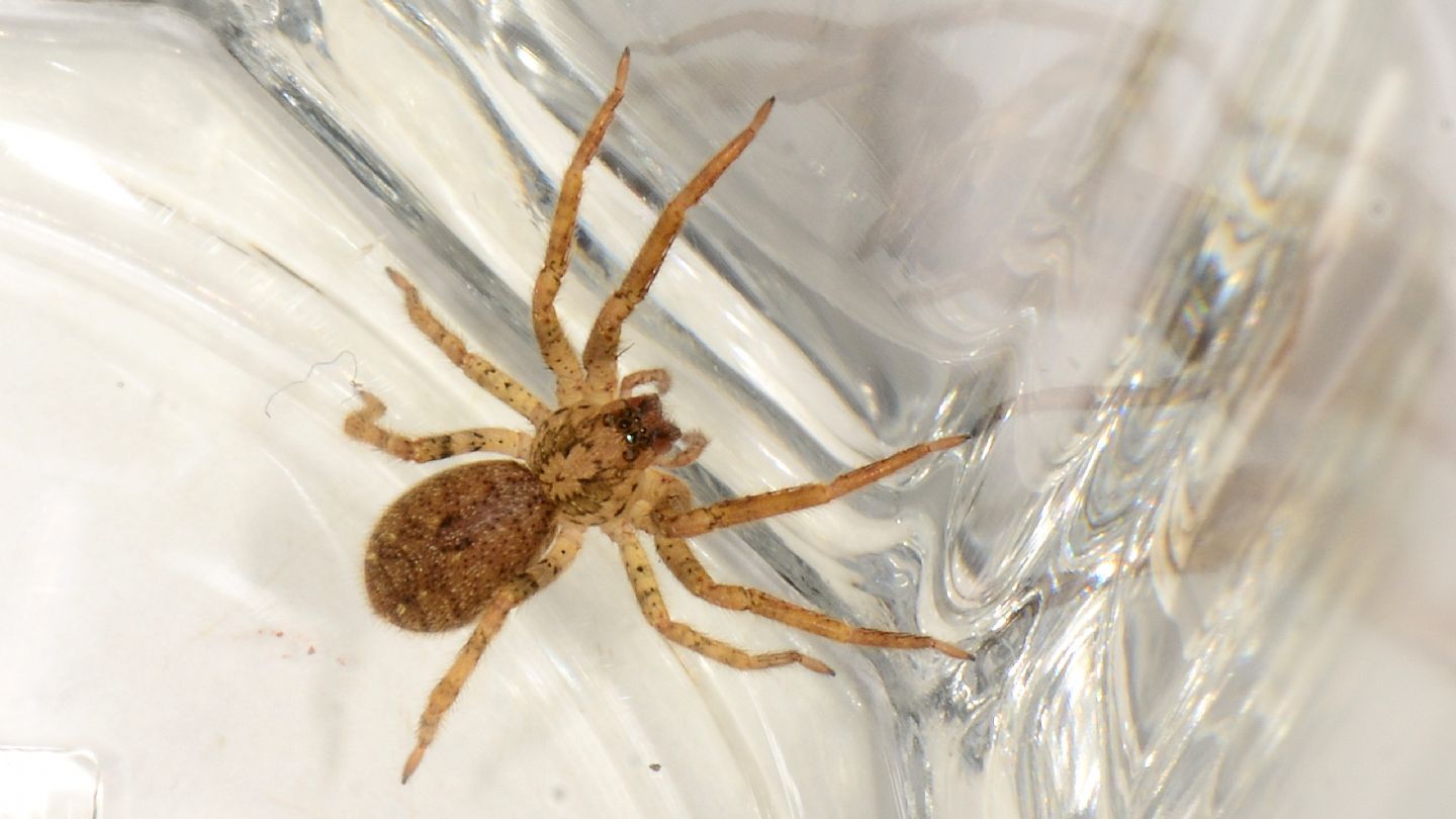 Zoropsis spiniman,a giovane - Mediglia (MI)