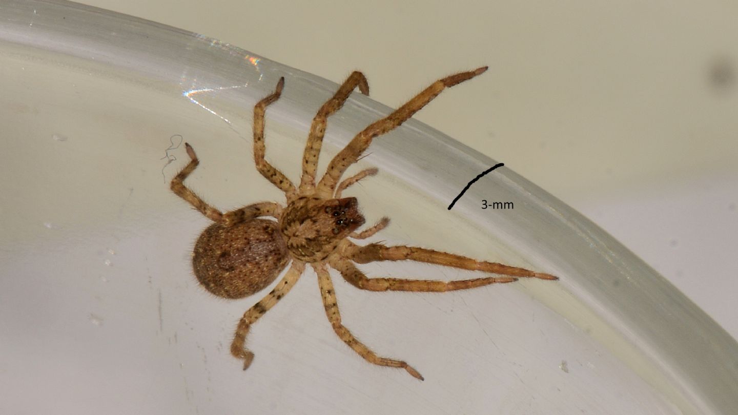 Zoropsis spiniman,a giovane - Mediglia (MI)