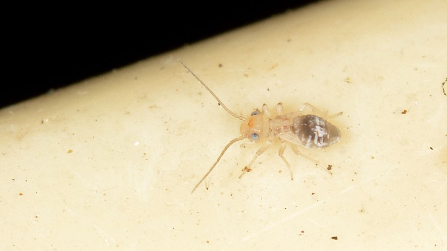 Psocoptera ? S !