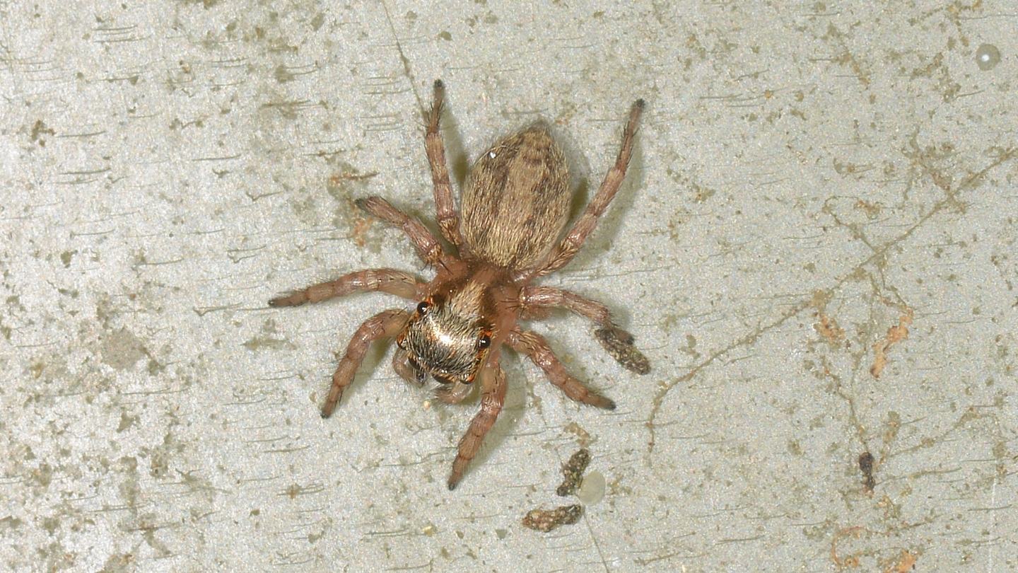 Salticidae: Saitis barbipes,  femmina - Mediglia (MI)