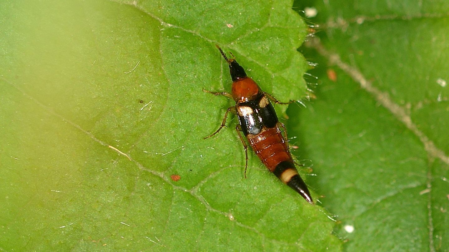 Staphylinidae: Lordithon lunulatus
