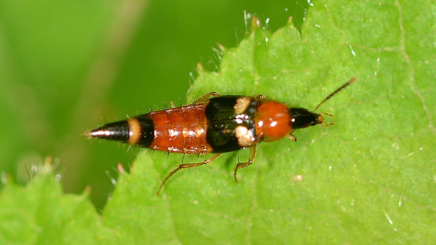 Staphylinidae: Lordithon lunulatus