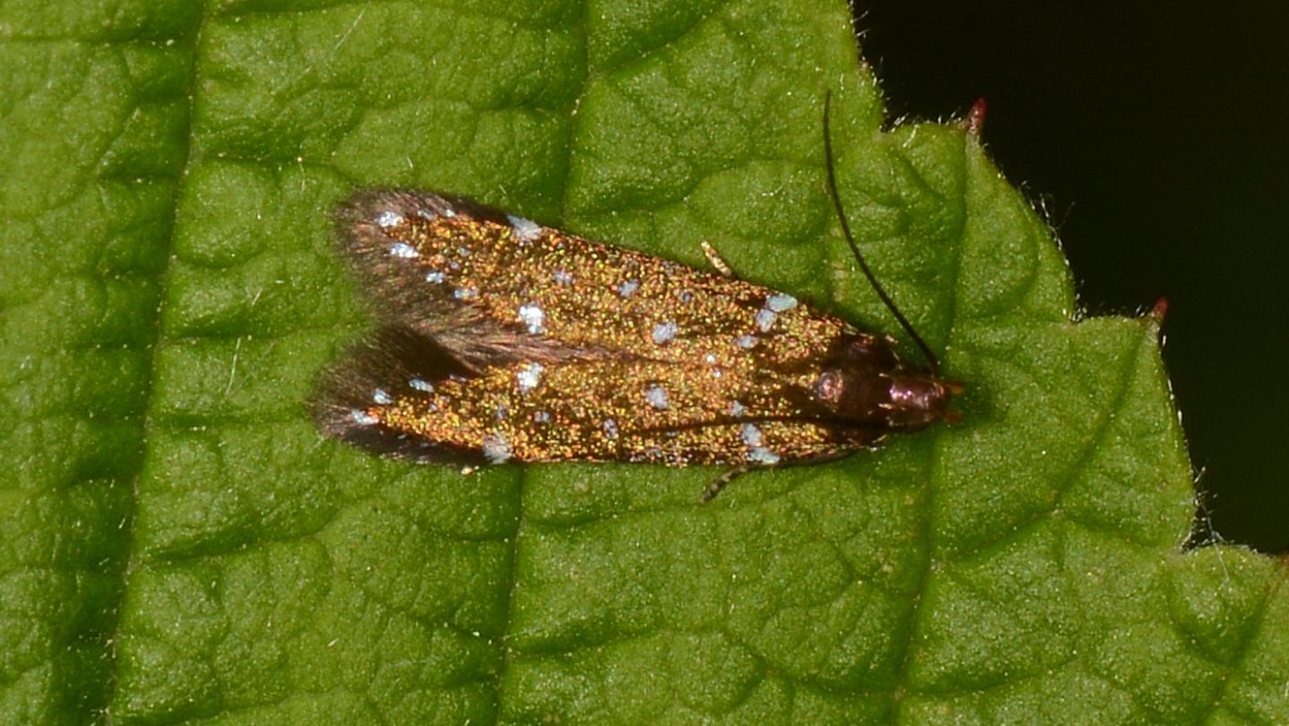 Puntinata: Argolamprotes micella- Gelechiidae