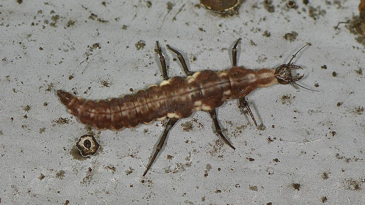 larva di Hemerobiidae. : Drepanepteryx sp.