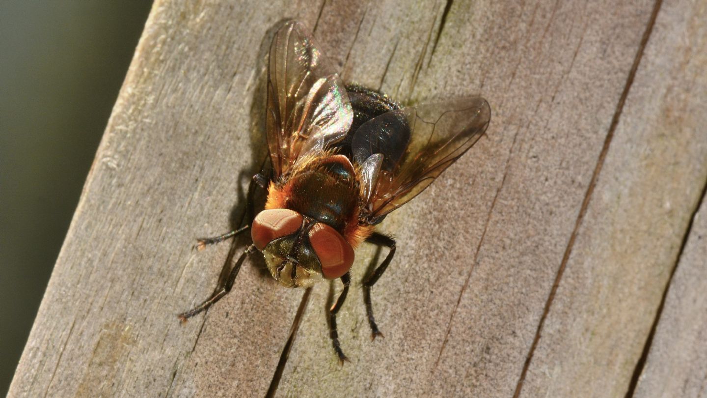 Tachinidae: cfr. Phasia hemiptera