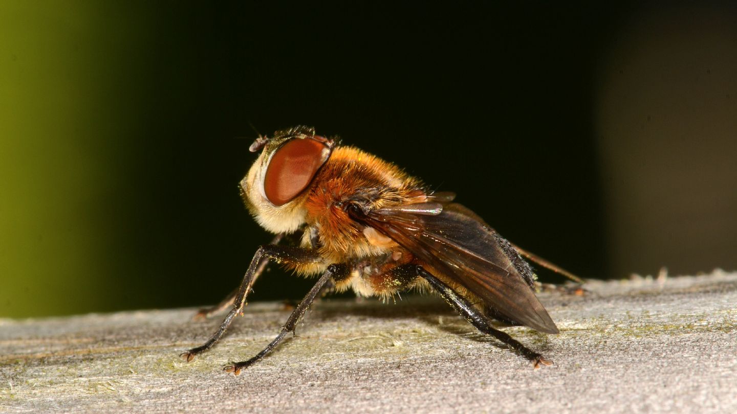 Tachinidae: cfr. Phasia hemiptera