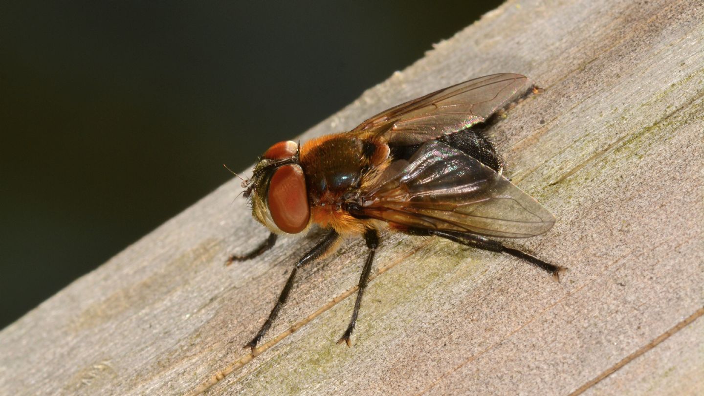 Tachinidae: cfr. Phasia hemiptera