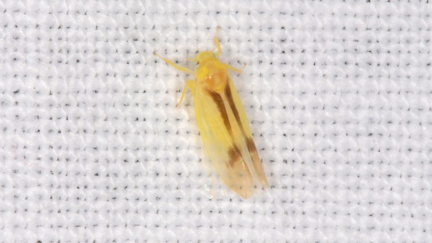 Ossiannilssonola callosa (Cicadellidae)