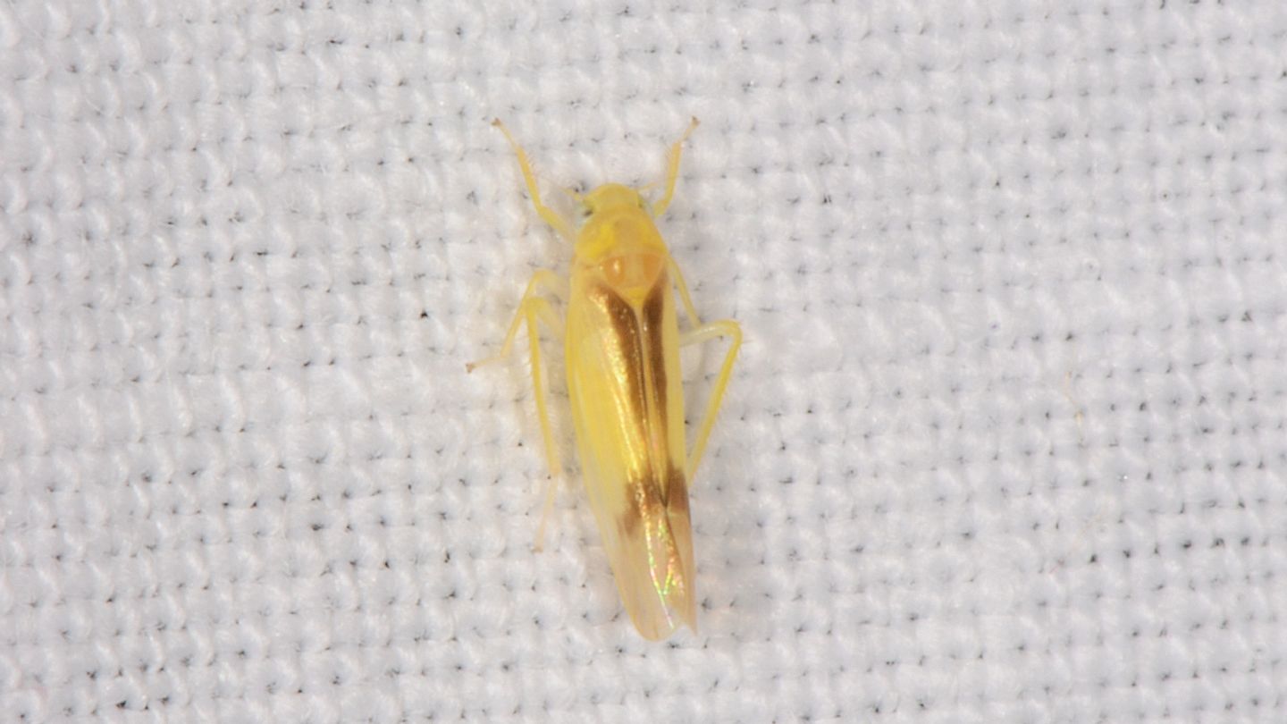 Ossiannilssonola callosa (Cicadellidae)
