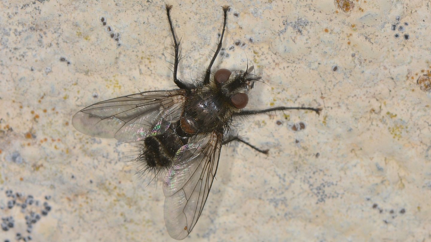 Tachinidae: cfr. Blepharipa sp., maschio