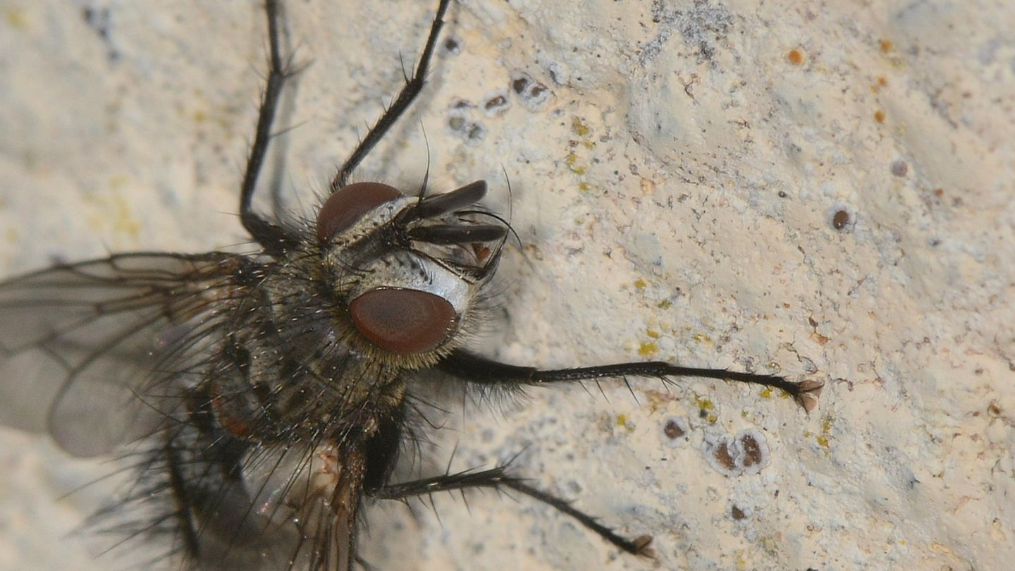 Tachinidae: cfr. Blepharipa sp., maschio