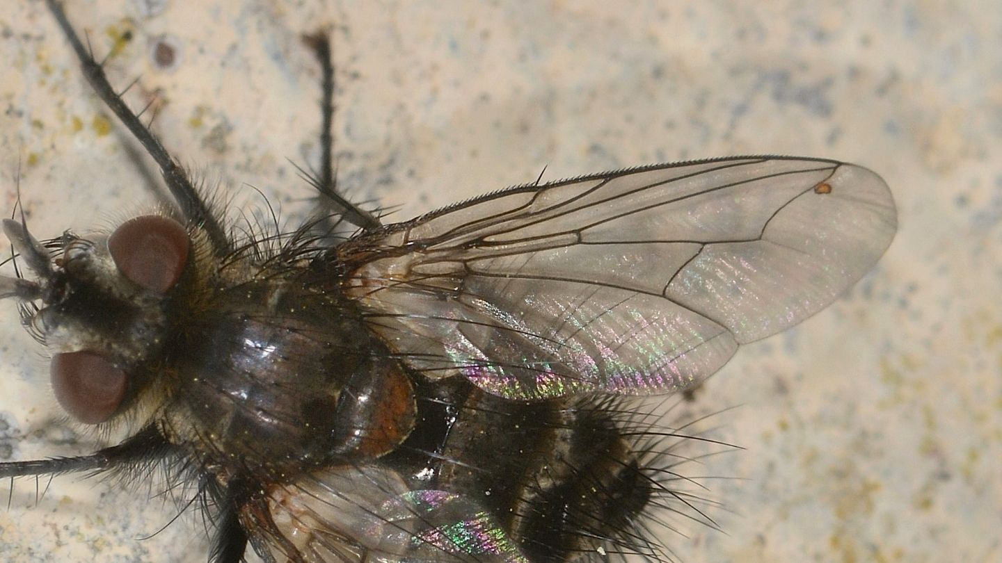 Tachinidae: cfr. Blepharipa sp., maschio