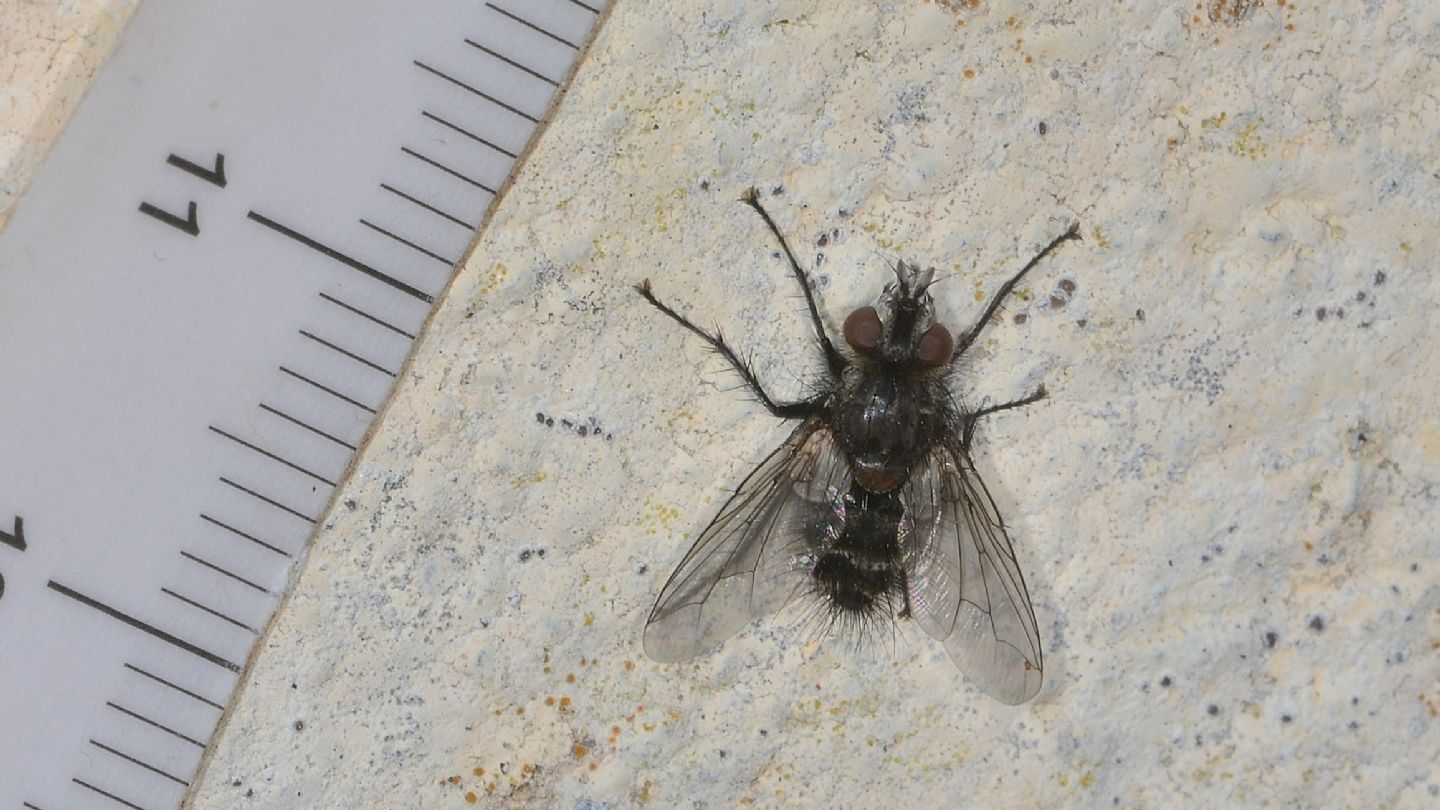 Tachinidae: cfr. Blepharipa sp., maschio