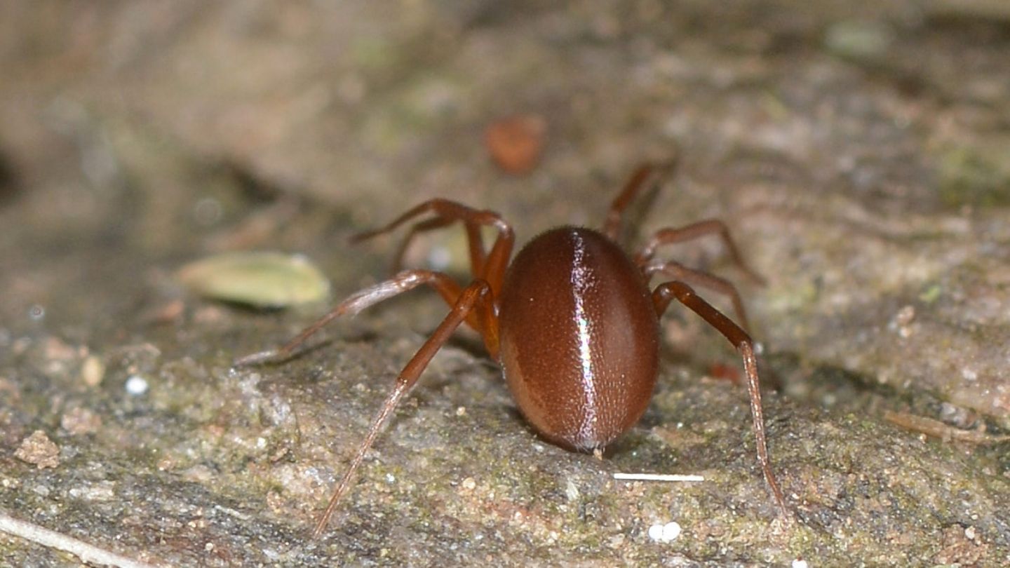 nell''orto: Zodarion sp. - Bannio Anzino (VCO)