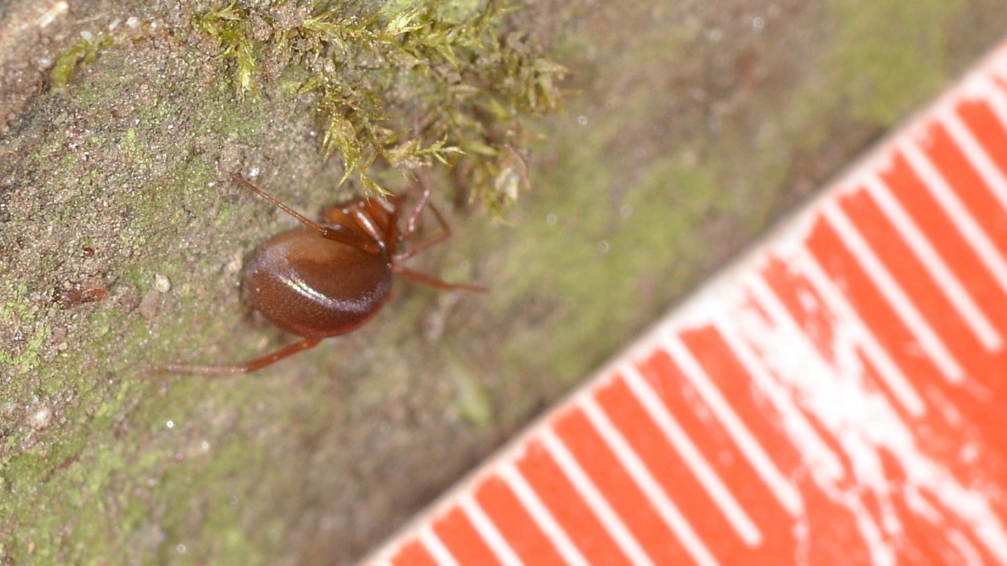 nell''orto: Zodarion sp. - Bannio Anzino (VCO)