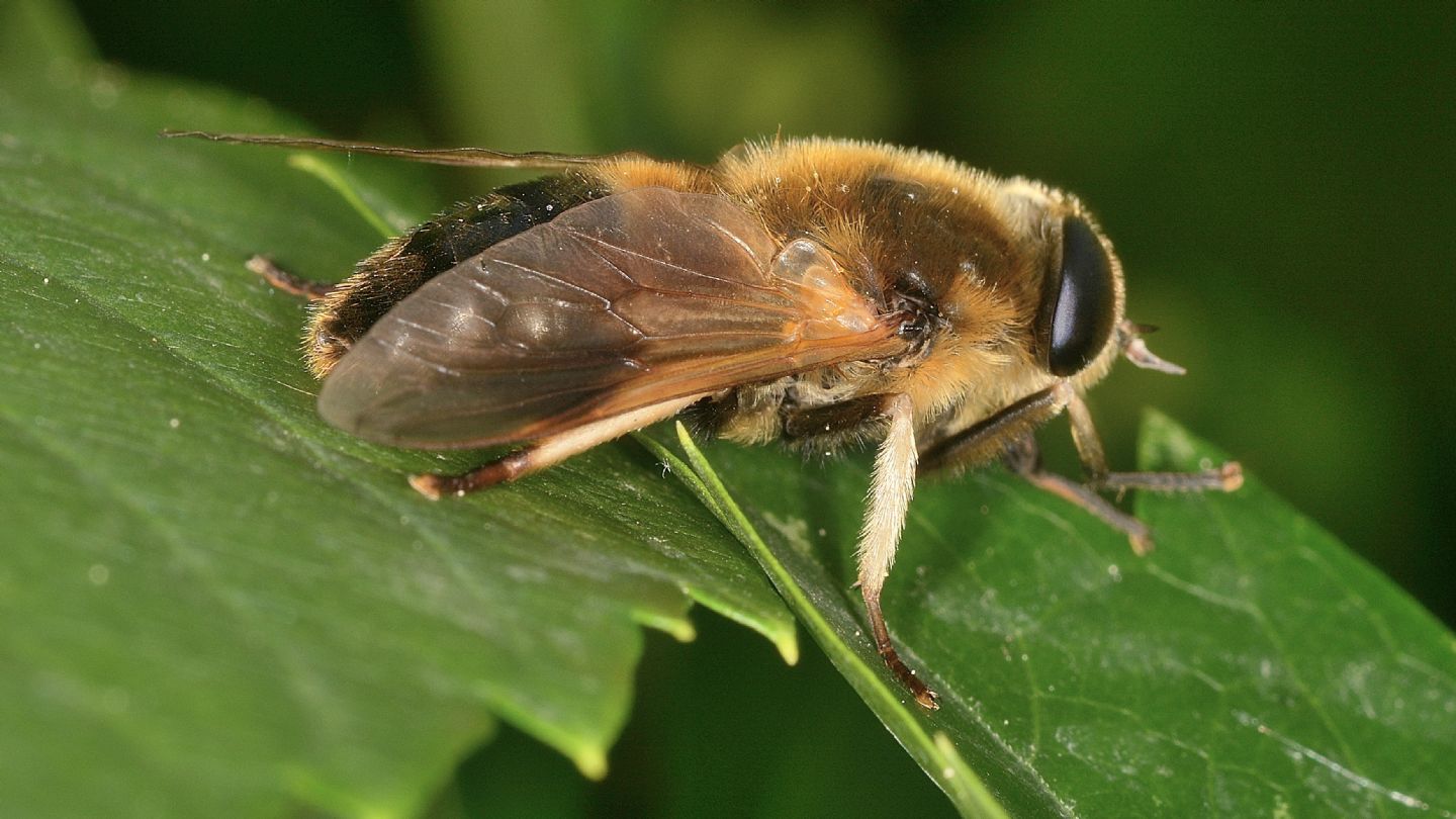 Tabanidae ? S, Therioplectes cfr. gigas