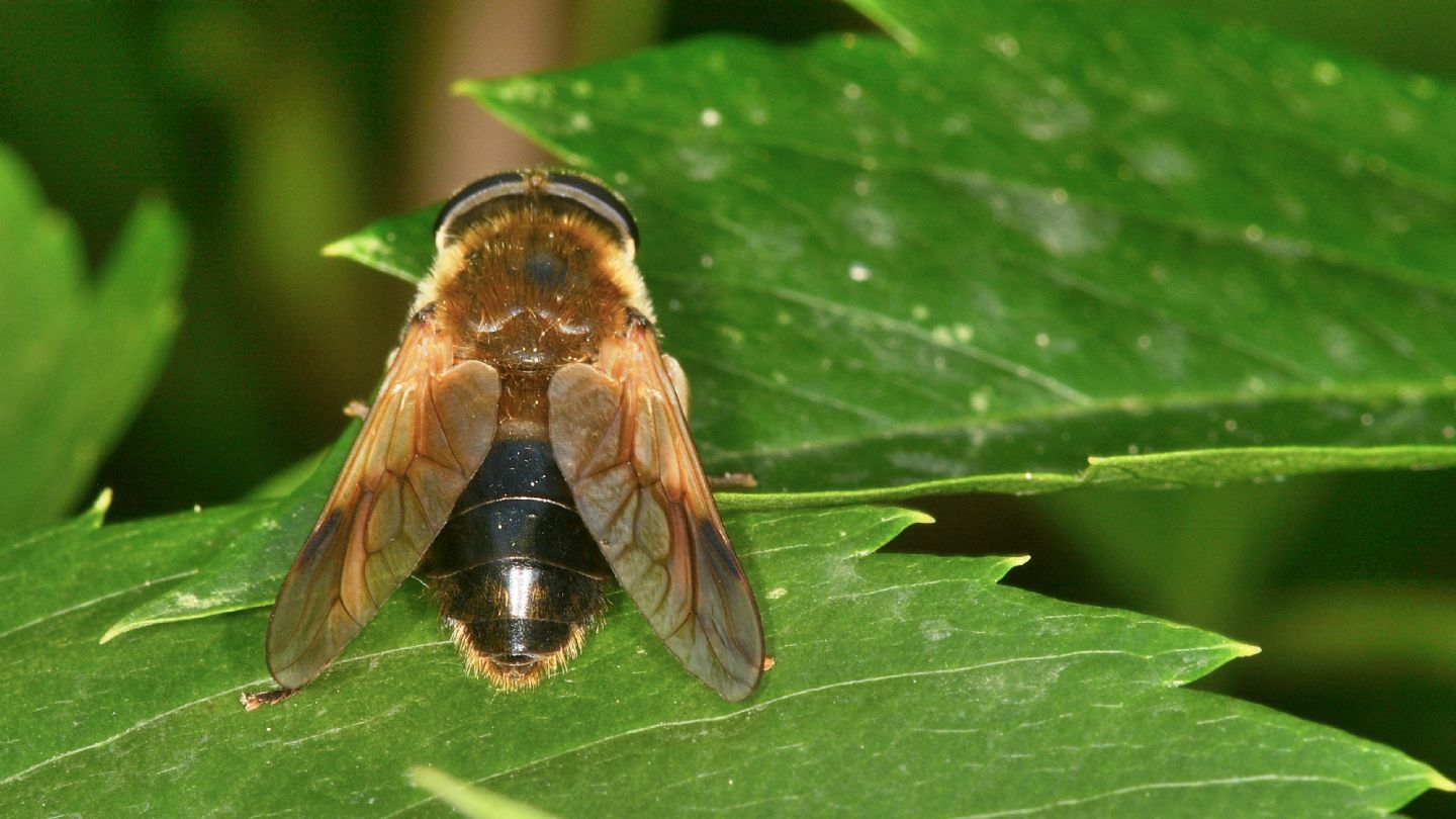 Tabanidae ? S, Therioplectes cfr. gigas