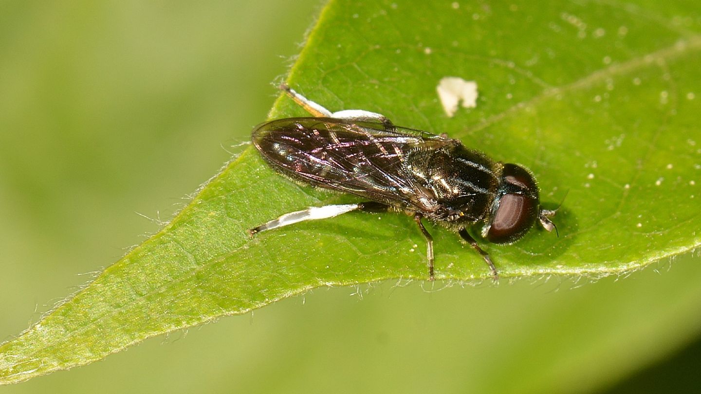 Eumerus ?   Eumerus sp. (E. flavitarsis o E. argyropus)