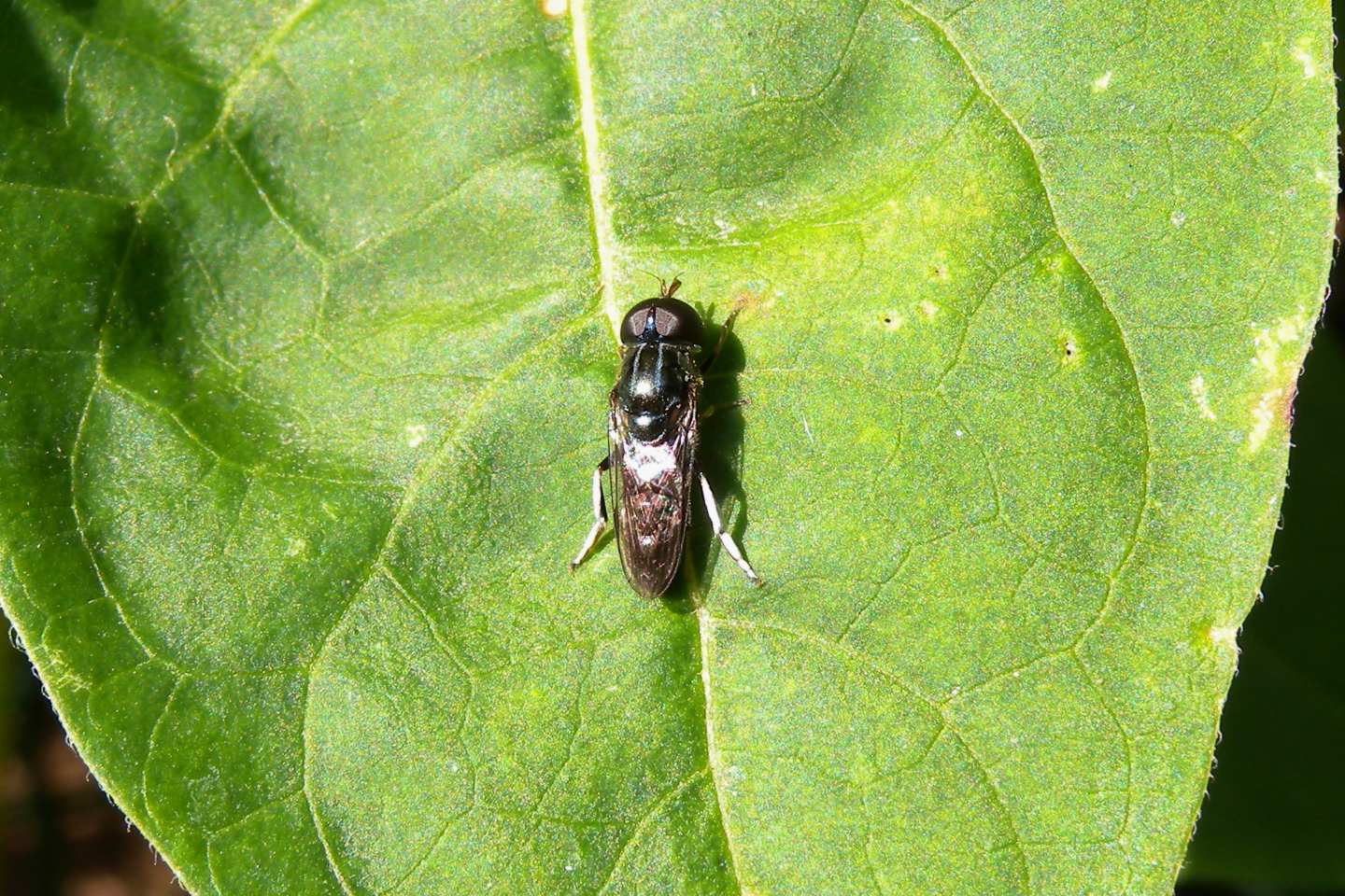 Eumerus ?   Eumerus sp. (E. flavitarsis o E. argyropus)