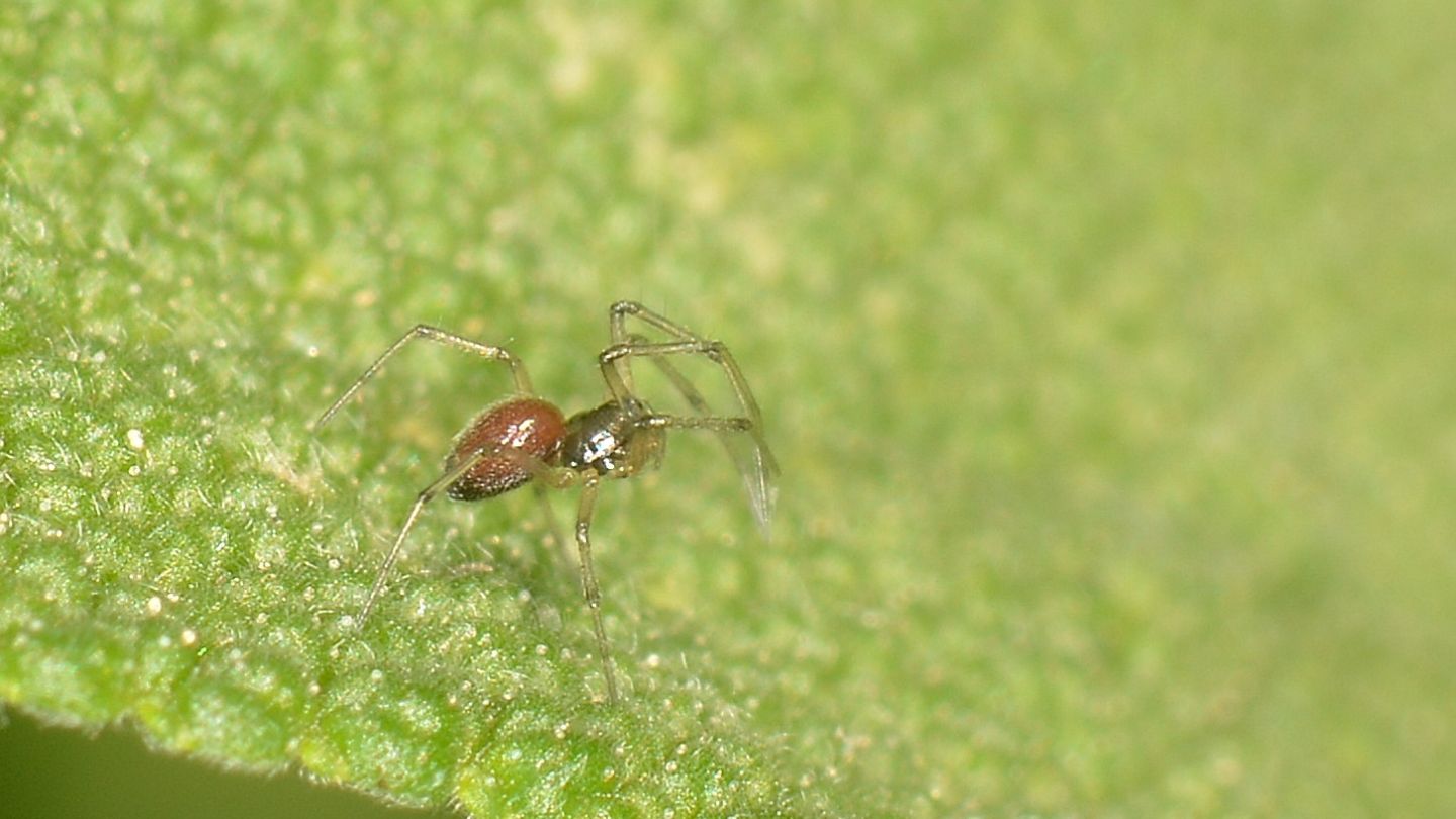 Ostearius melanopygius - Mediglia (MI)