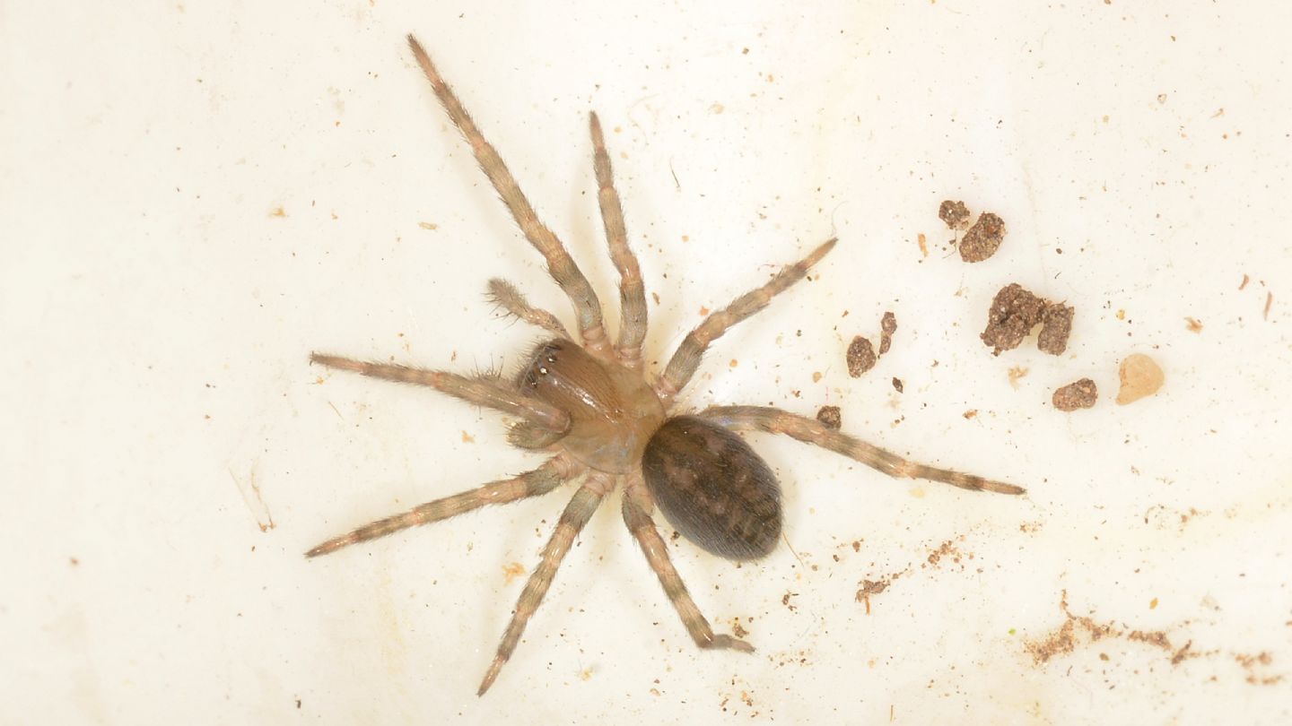 Amaurobius sp., giovane - Mediglia (MI)