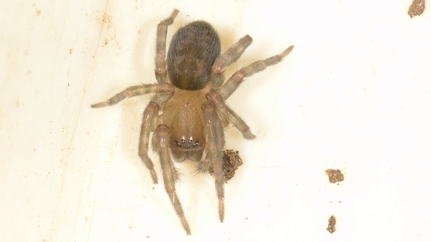 Amaurobius sp., giovane - Mediglia (MI)