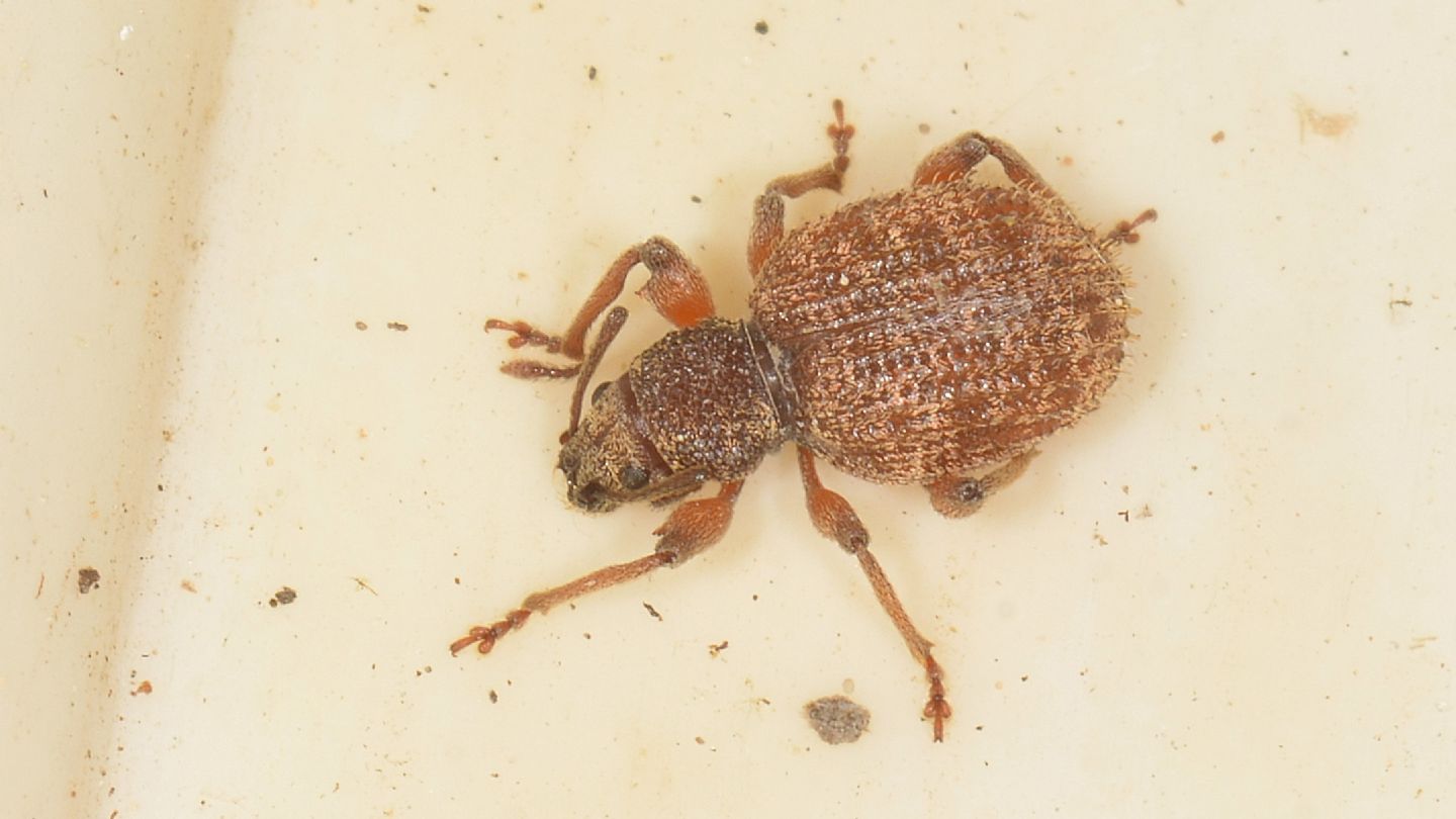 Curculionidae: Otiorhynchus crataegi