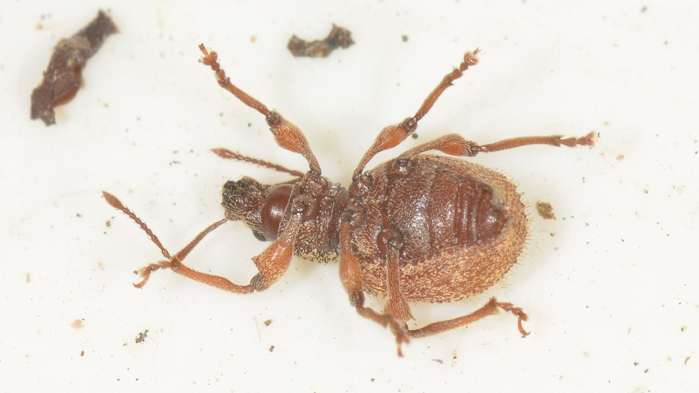 Curculionidae: Otiorhynchus crataegi