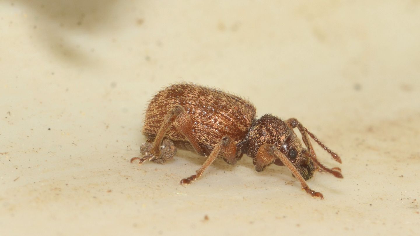 Curculionidae: Otiorhynchus crataegi