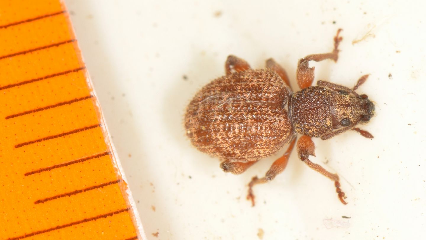 Curculionidae: Otiorhynchus crataegi