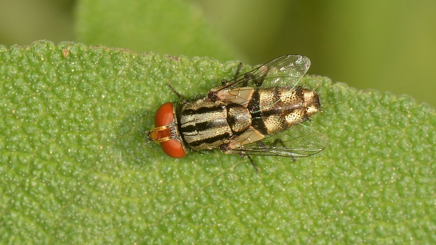 Sarcophagidae: Miltogramma cfr.  taeniata