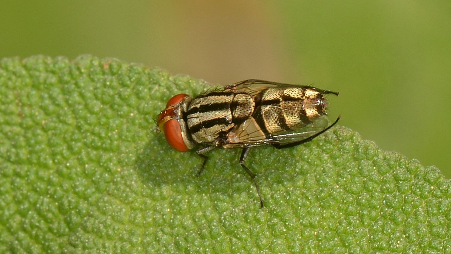 Sarcophagidae: Miltogramma cfr.  taeniata