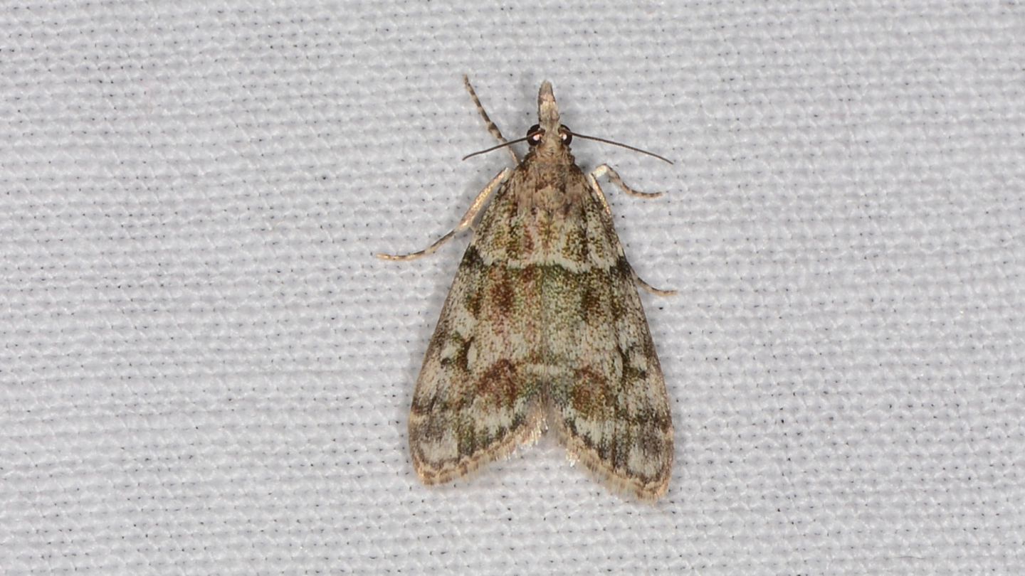 Crambidae: Eudonia lacustrata