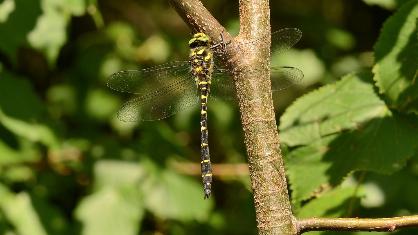 Cordulegaster? sì, C. bidentata