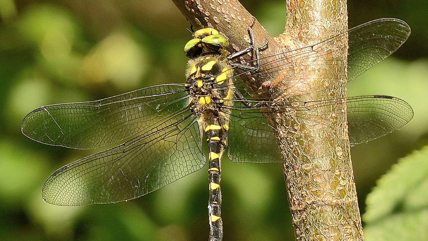Cordulegaster? sì, C. bidentata