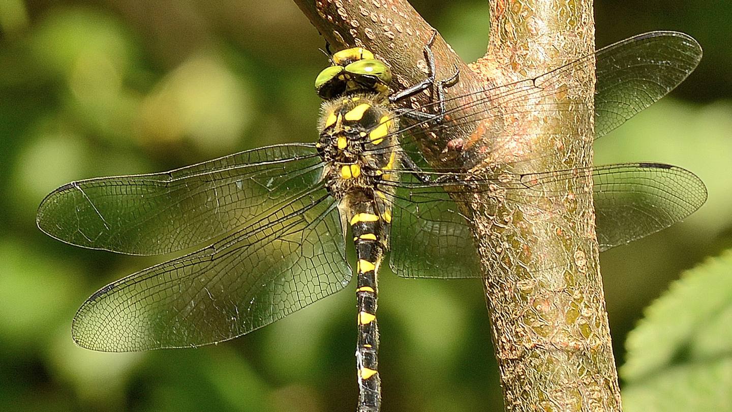 Cordulegaster? s, C. bidentata