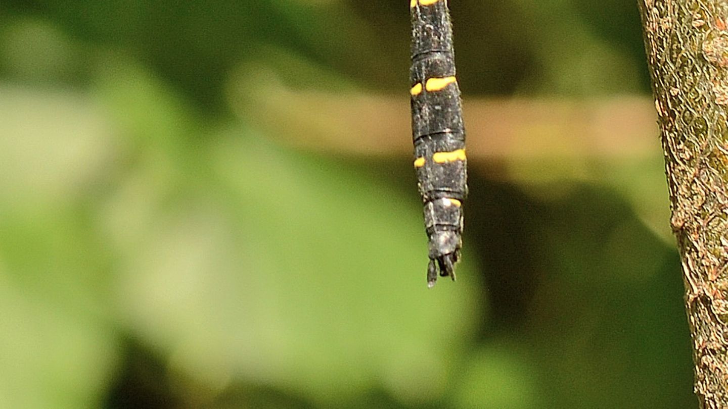 Cordulegaster? sì, C. bidentata