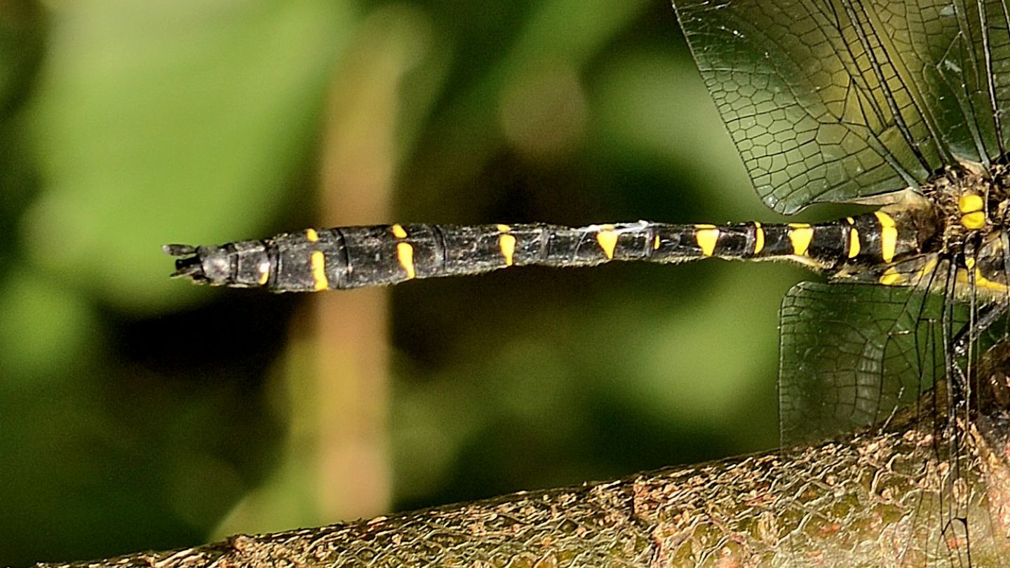 Cordulegaster? sì, C. bidentata