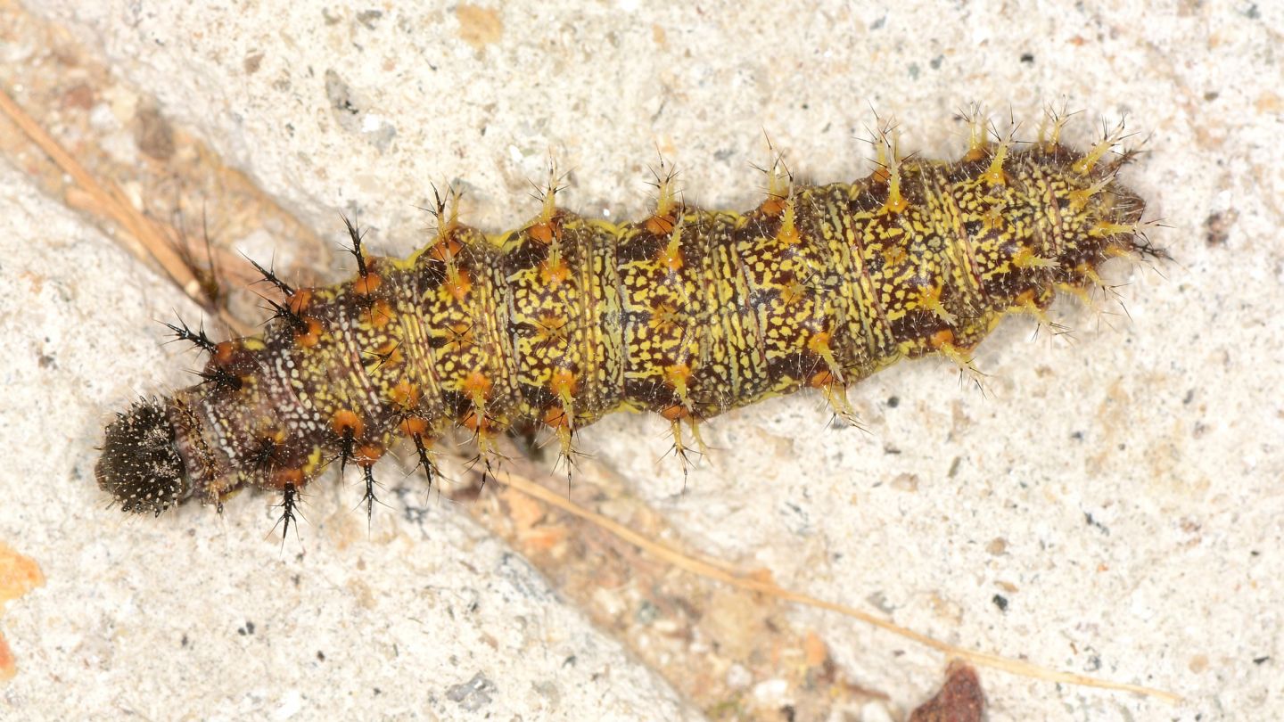 larva Nymphalidae. Vanessa atalanta