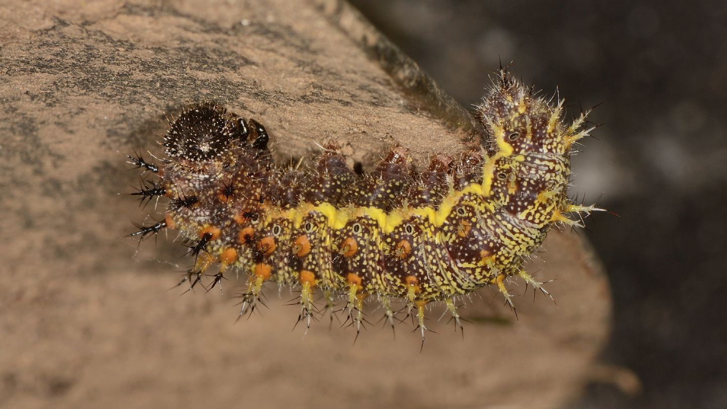 larva Nymphalidae. Vanessa atalanta