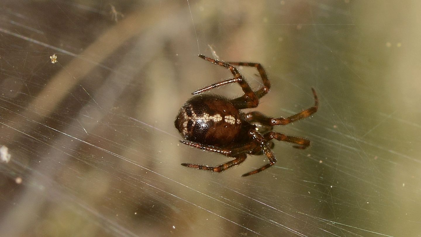 Steatoda bipunctata, maschio subadulto -  Bannio Anzino (VCO)