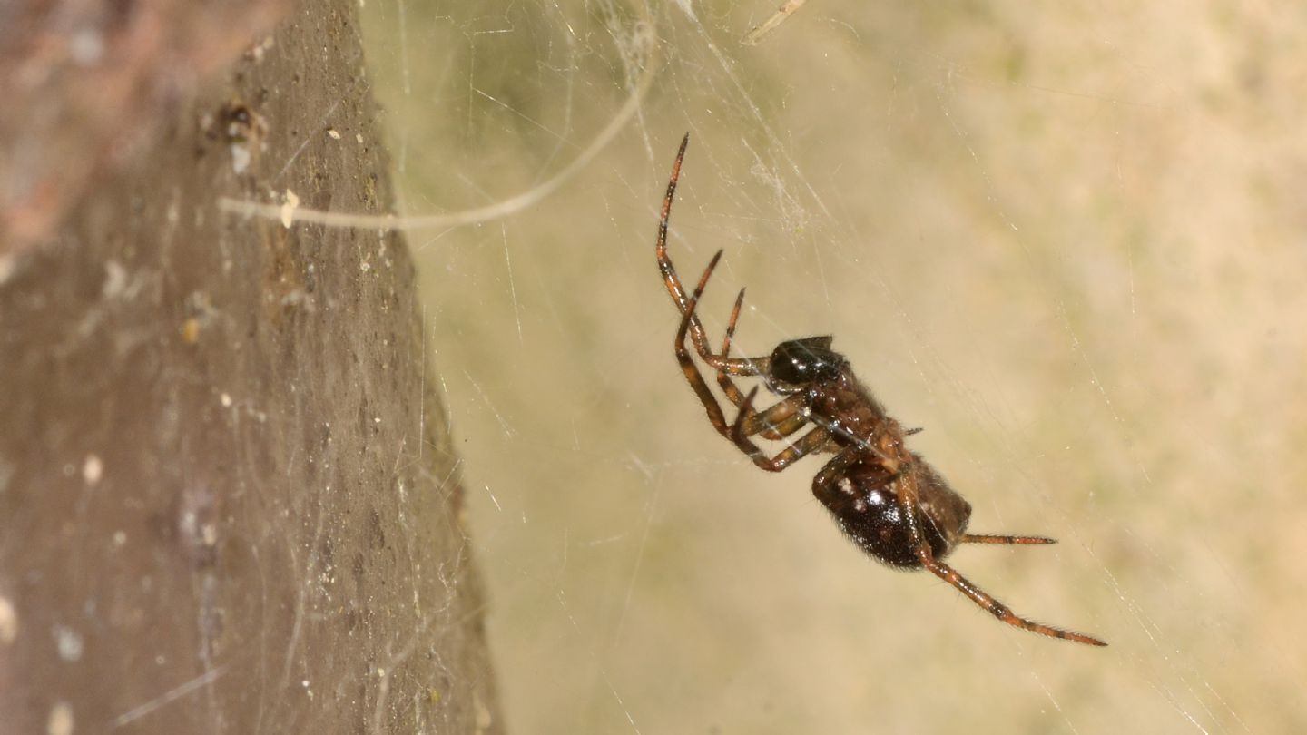 Steatoda bipunctata, maschio subadulto -  Bannio Anzino (VCO)