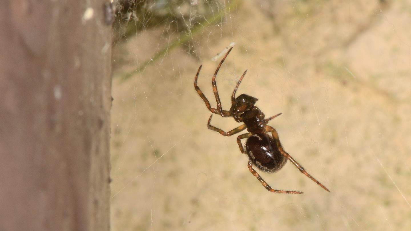 Steatoda bipunctata, maschio subadulto -  Bannio Anzino (VCO)