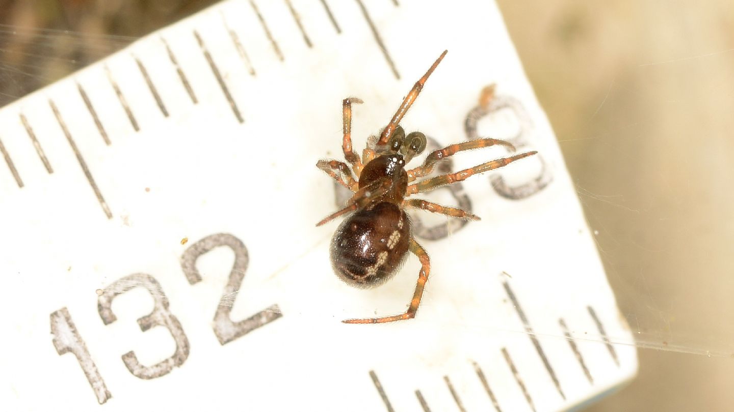 Steatoda bipunctata, maschio subadulto -  Bannio Anzino (VCO)