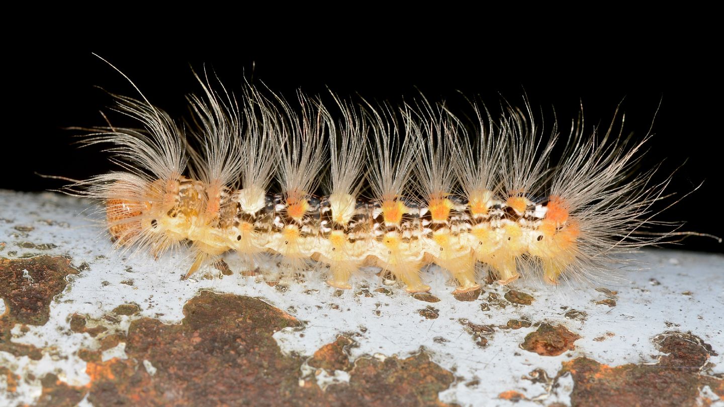 larva di ... Moma alpium - Noctuidae
