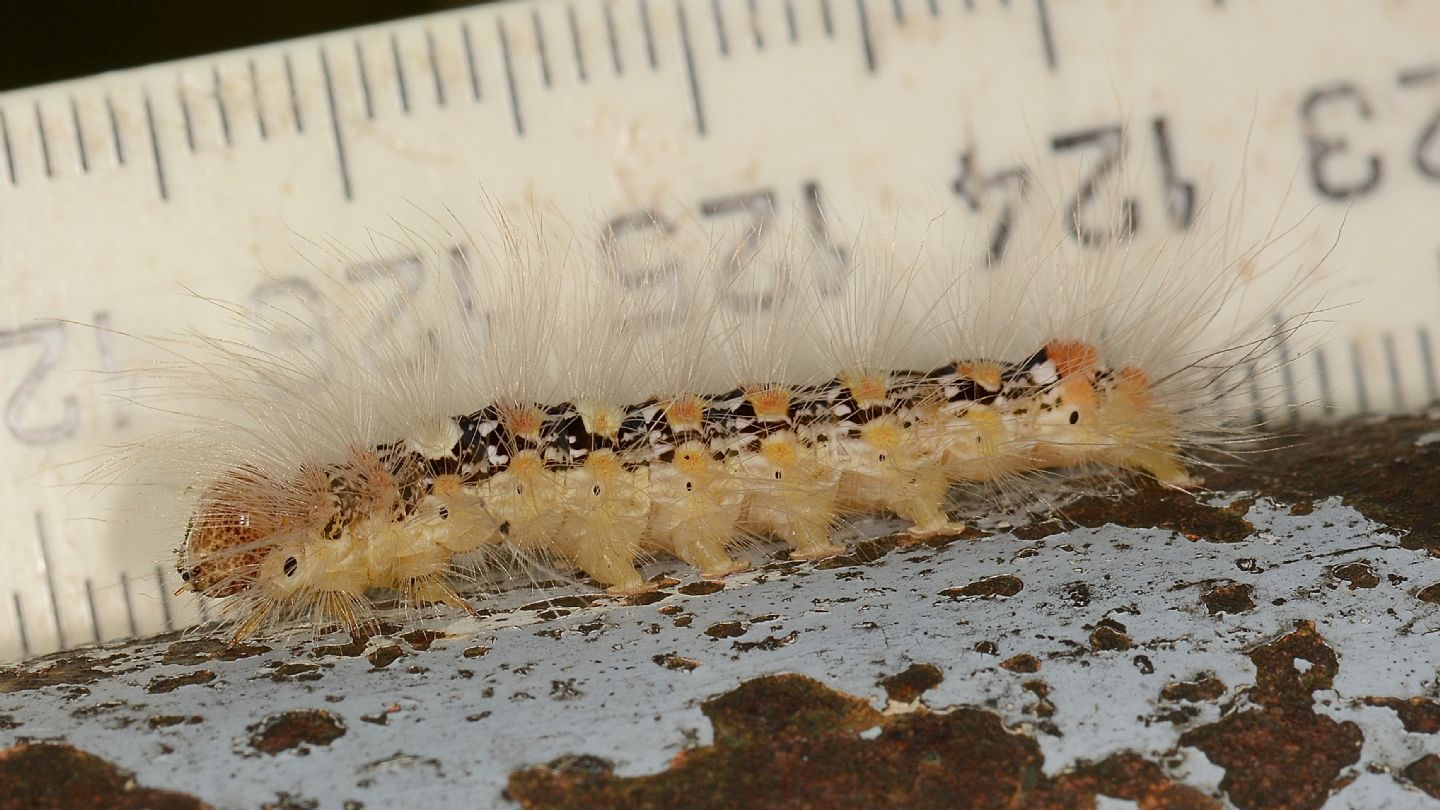 larva di ... Moma alpium - Noctuidae