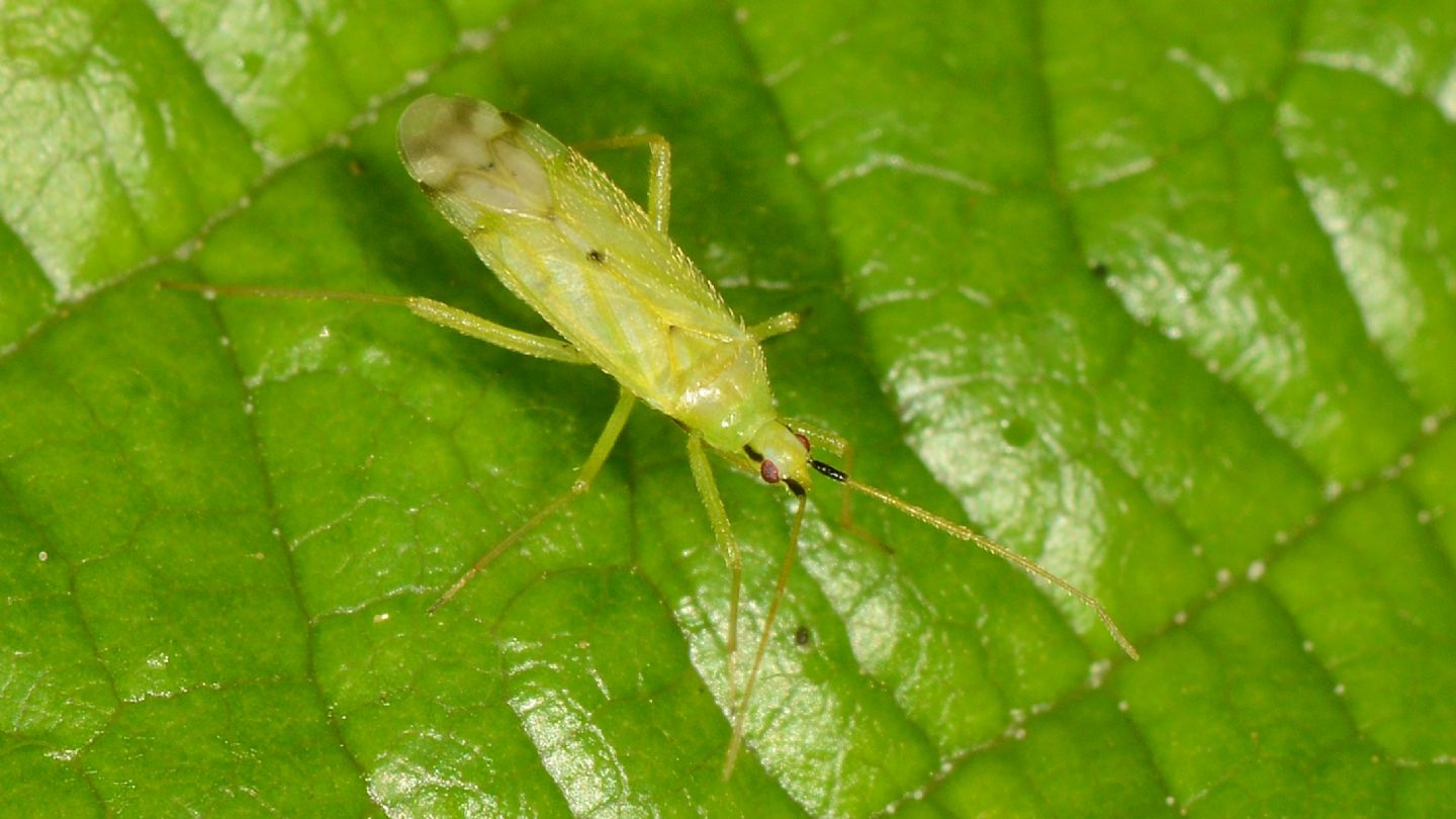 Miridae: Macrolophus costalis